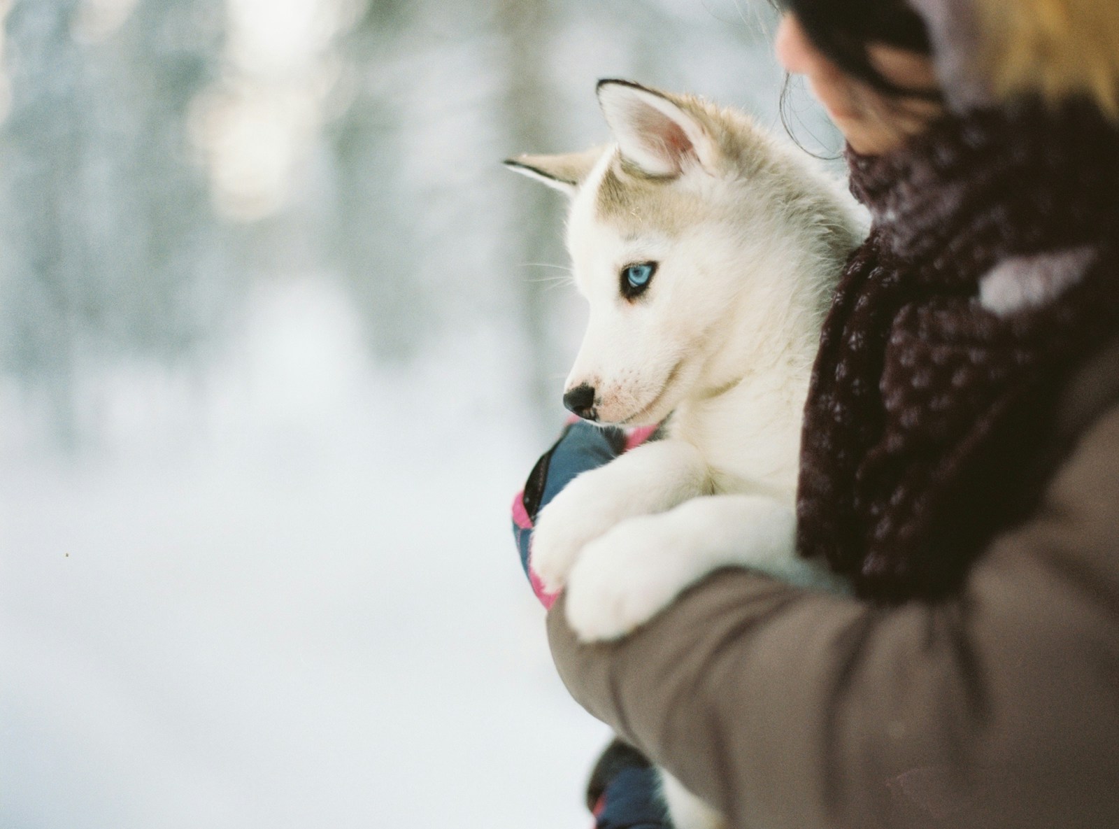 person carrying puppy