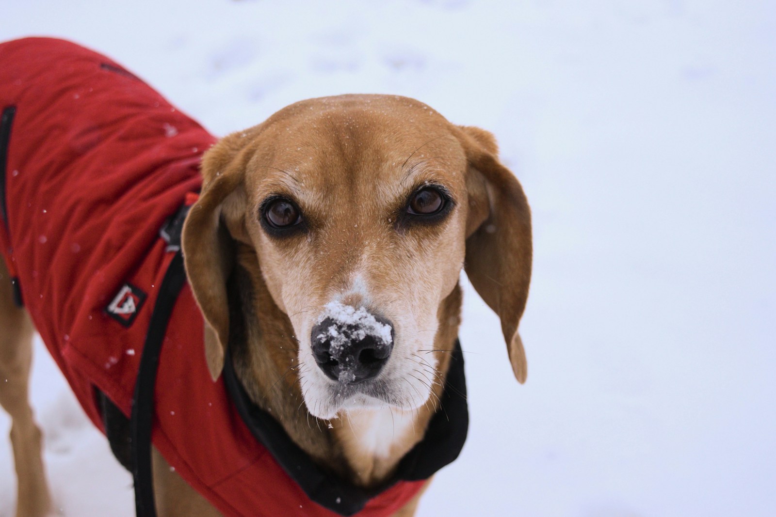 a brown dog wearing a red jacket in the snow
